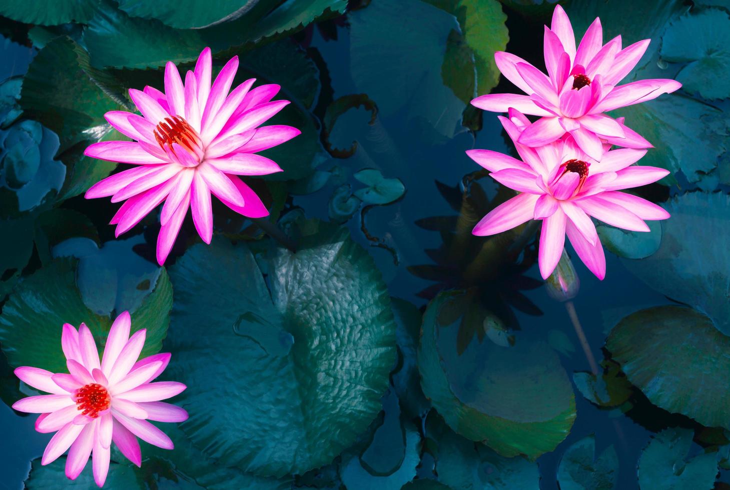 close-up da bela folha de nenúfar rosa e lótus na lagoa azul fundo de flor de lótus foto