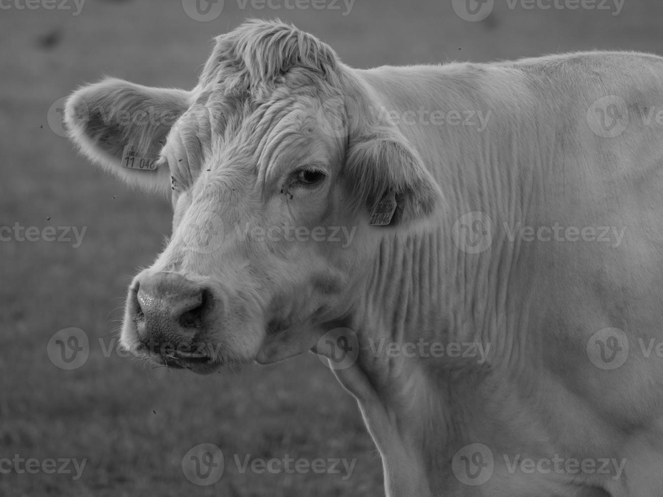 vacas na Vestfália foto