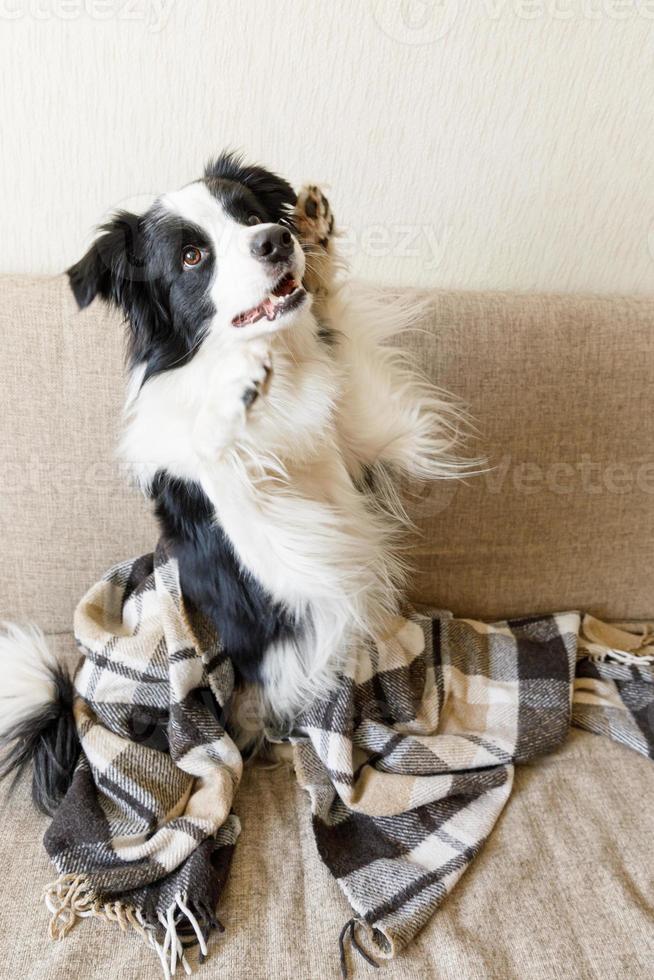 engraçado cachorrinho border collie deitado no sofá sob xadrez dentro de casa. cachorrinho de estimação em casa mantendo-se aquecido escondido sob o cobertor no clima frio outono outono inverno. conceito de vida animal de estimação. foto