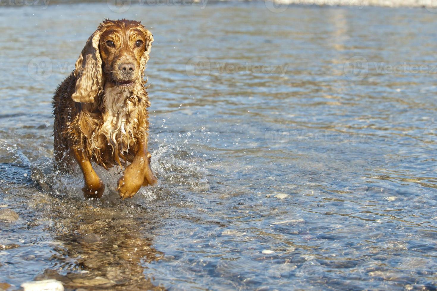 cachorrinho cocker spaniel foto