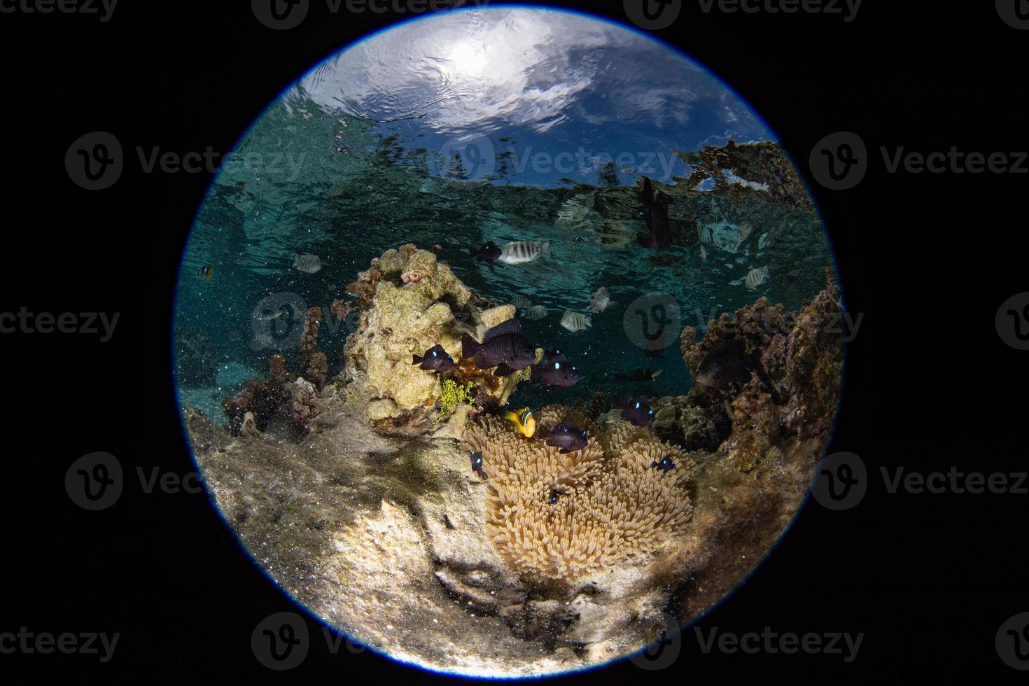 snorkeling na polinésia francesa abaixo do mundo foto