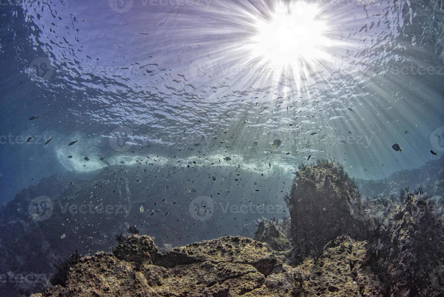 mergulho em recife colorido debaixo d'água no méxico cortez mar cabo pulmo foto