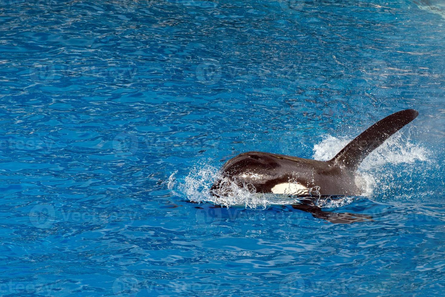 orca baleia assassina enquanto nadava foto