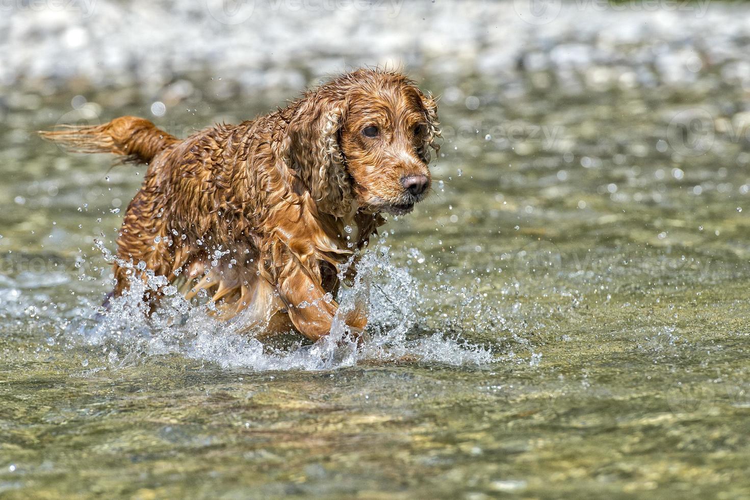 cachorro feliz cocker spaniel inglês correndo para você foto