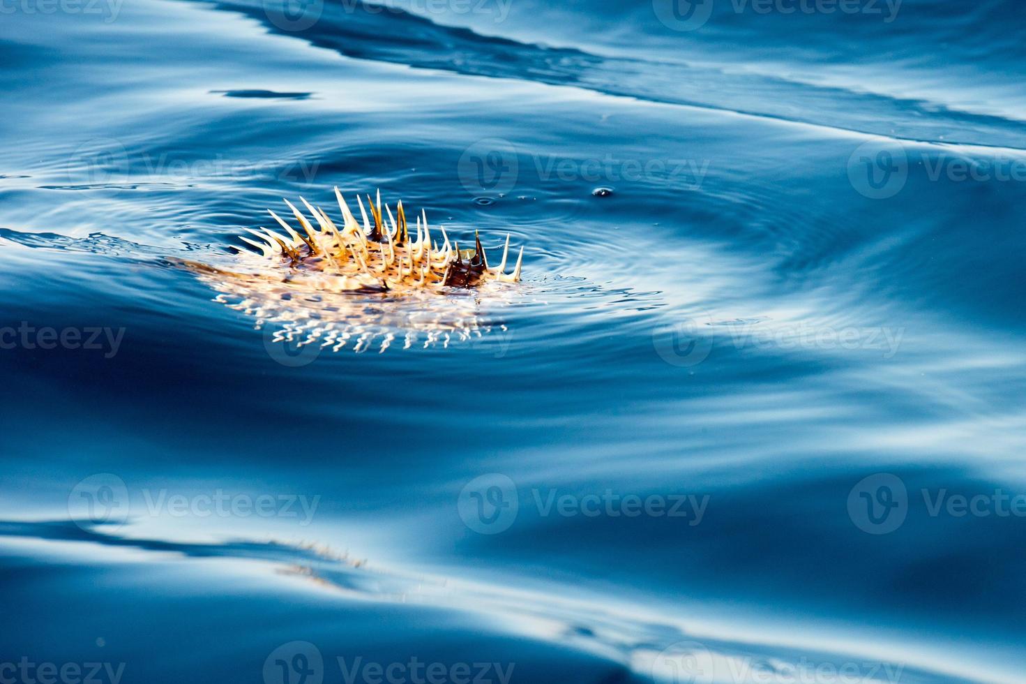 peixe-espinho inflado na superfície do mar foto