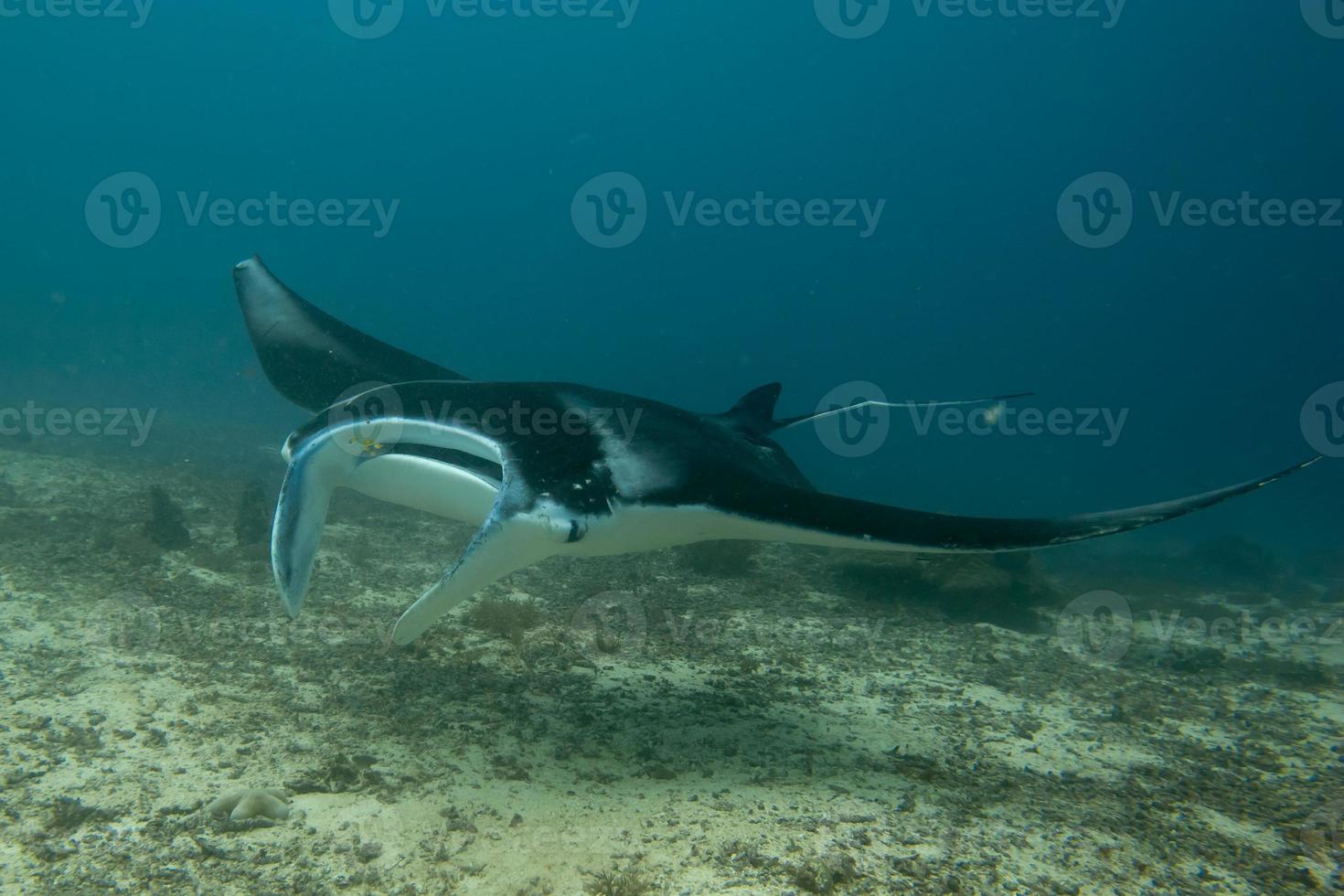 uma manta isolada no fundo azul foto