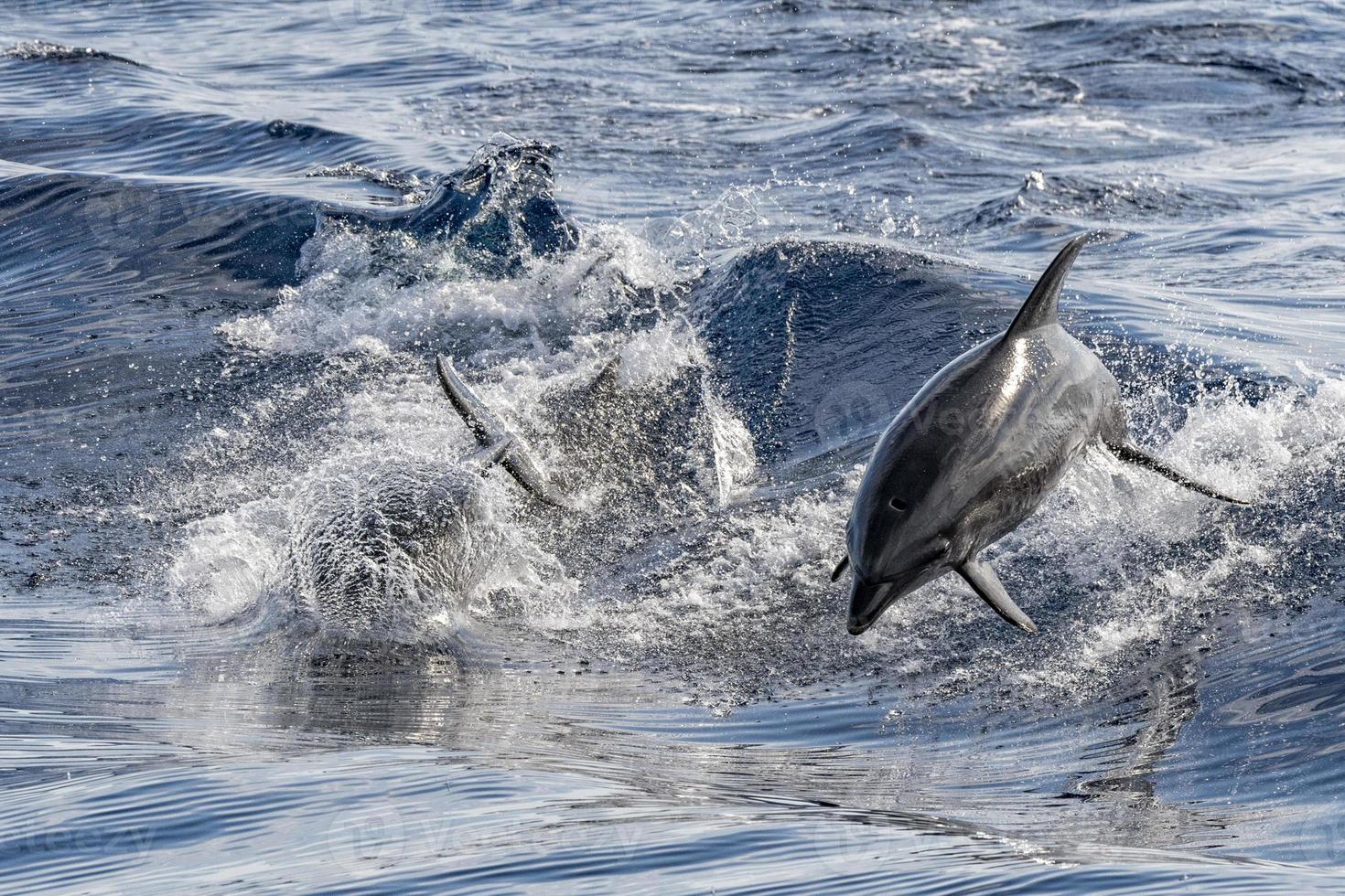golfinho enquanto pula no mar azul profundo foto