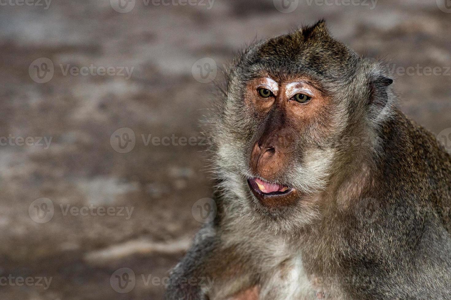 macaco macaco indonésia dentro de um retrato do templo foto