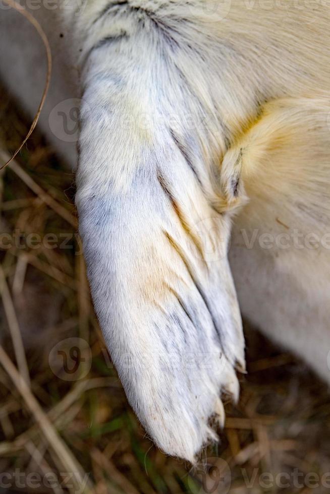 detalhe de barbatana de cachorro de foca cinza foto