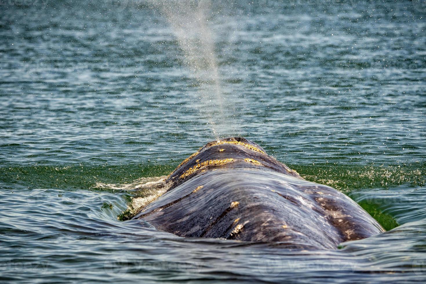 nariz de baleia cinzenta viajando oceano pacífico foto