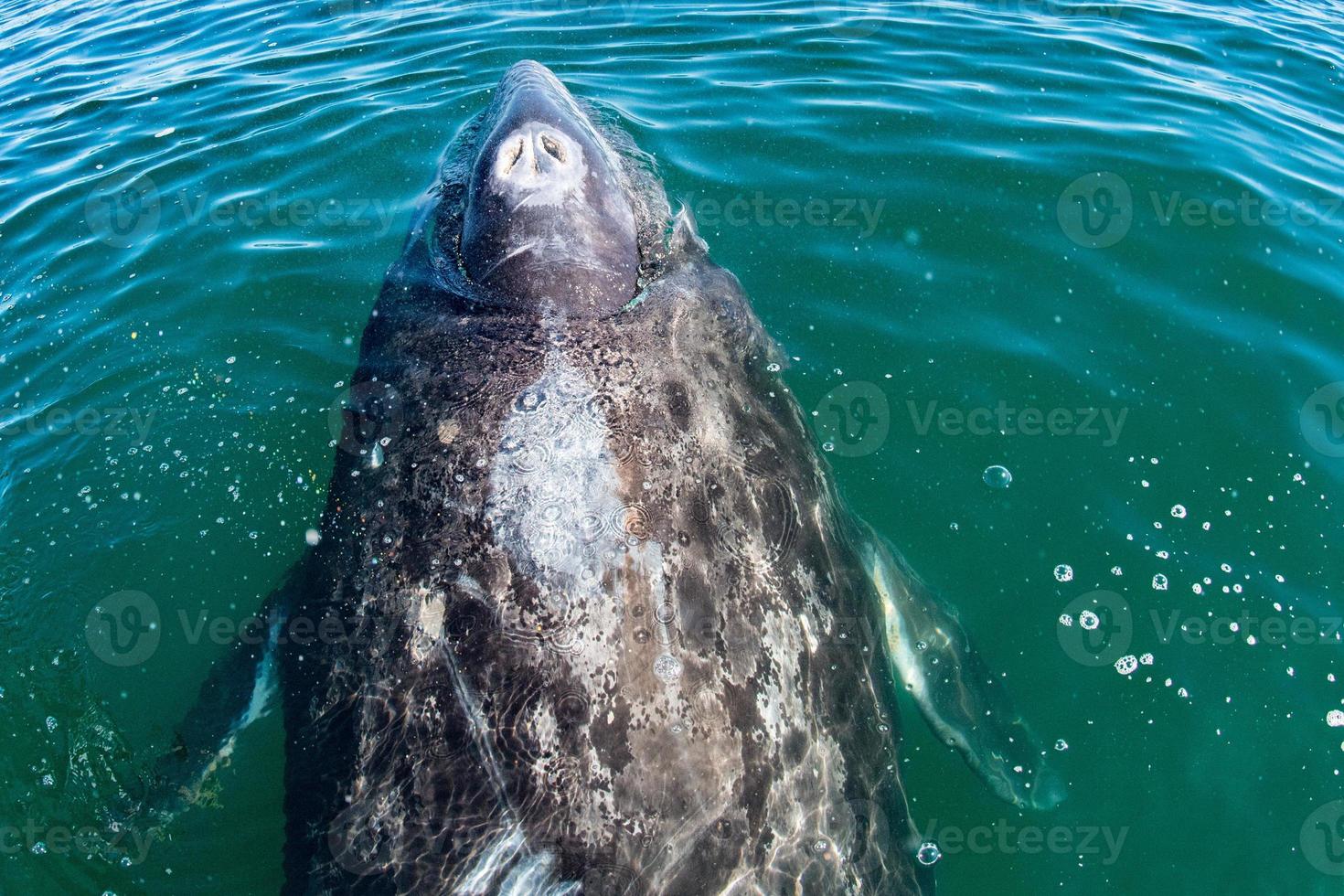 nariz da mãe baleia cinzenta subindo foto