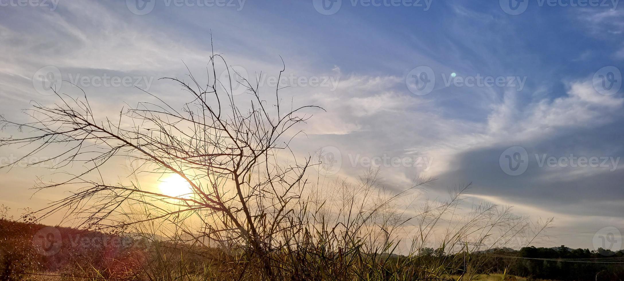 colheita de eucalipto em uma fazenda no interior do brasil foto