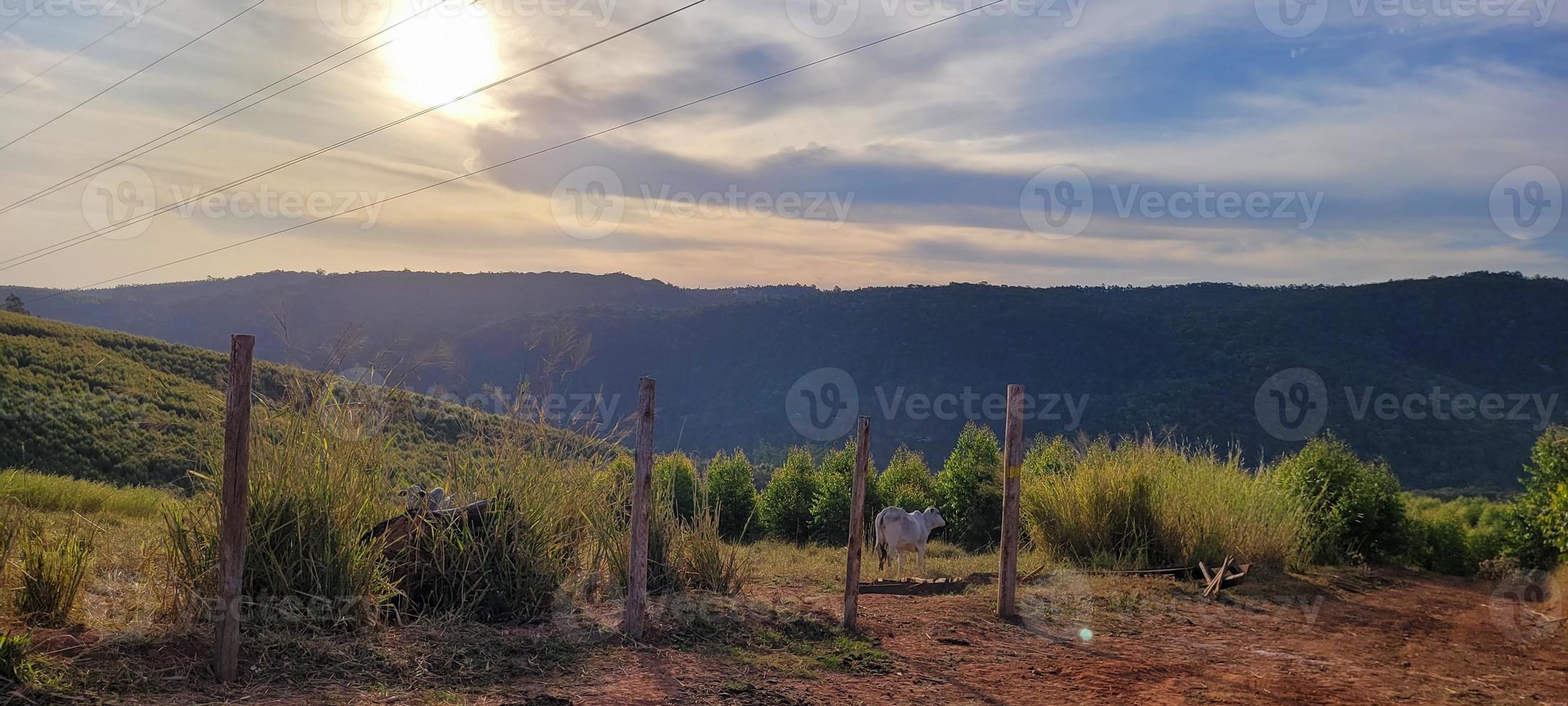 paisagem de natureza rural no interior do brasil em uma fazenda de eucalipto no meio da natureza foto