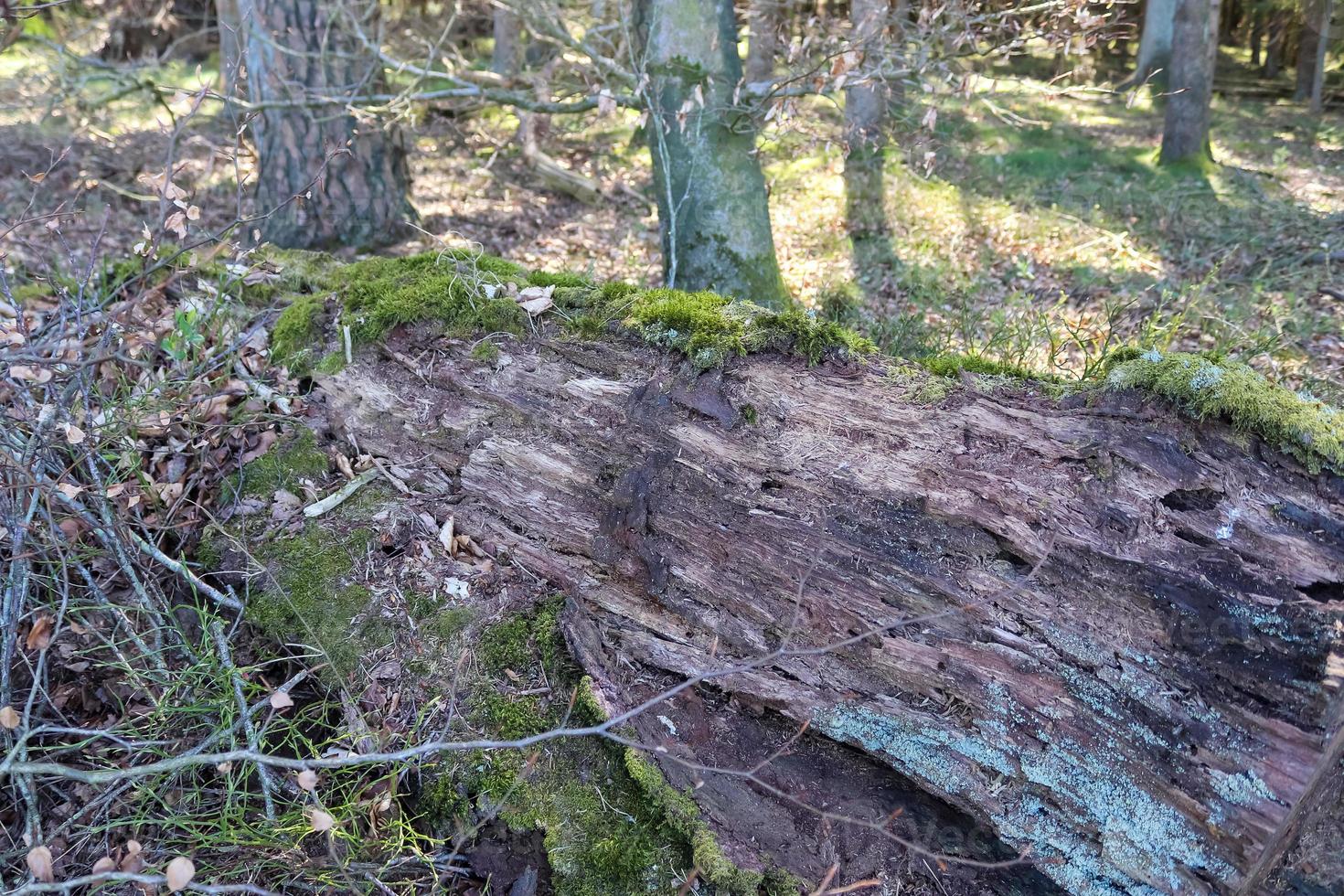 vista detalhada de perto em uma textura de terra de floresta com musgo e galhos foto