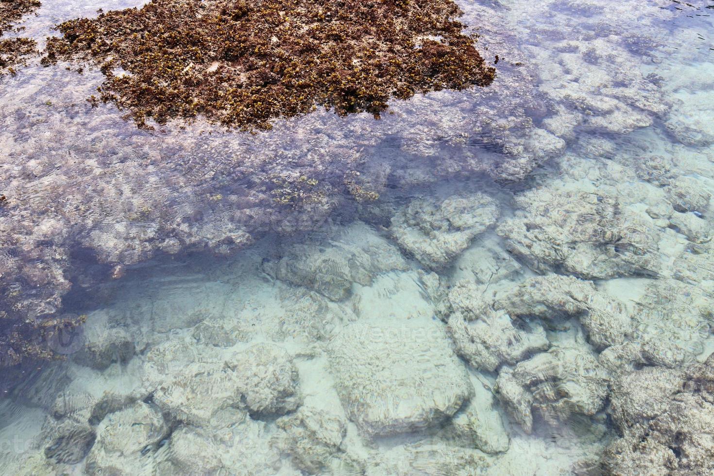 fotos coloridas do fundo do mar tiradas nas praias das ilhas seychelles