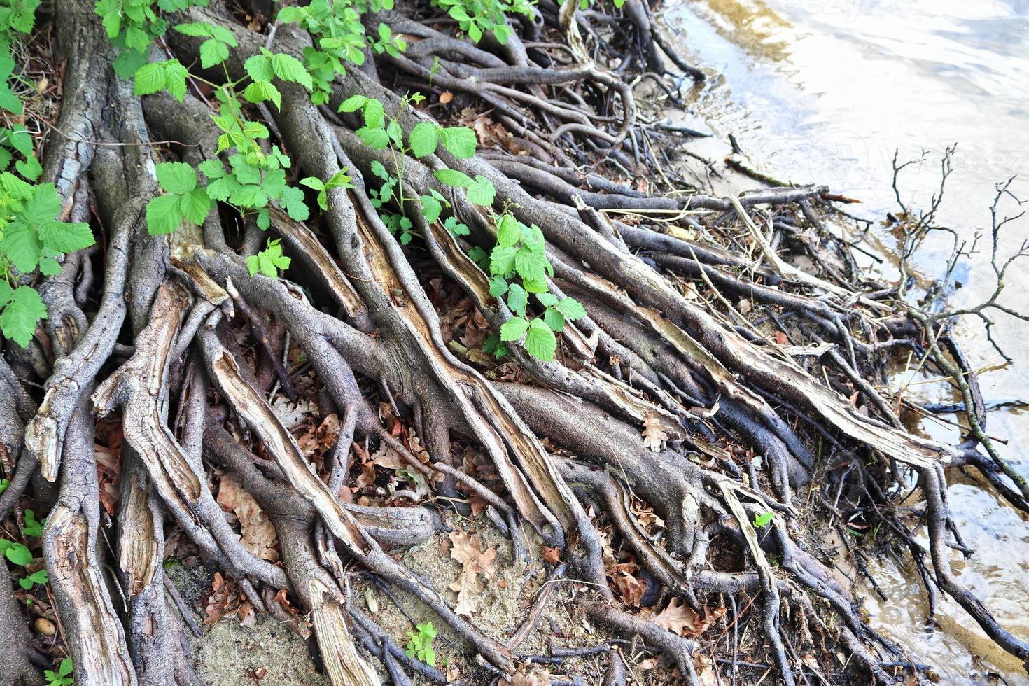 vista detalhada de perto em uma textura de terra de floresta com musgo e galhos foto