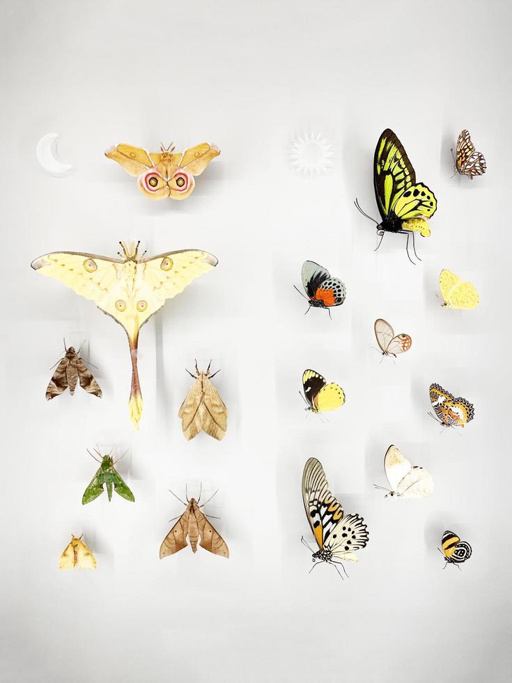 grande variedade de lindas borboletas em uma caixa de vidro em um museu foto