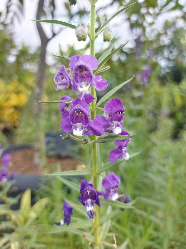 close-up da flor roxa penstemon strictus no jardim. também chamado de língua de barba de montanha rochosa. usado para fundos de natureza. foto