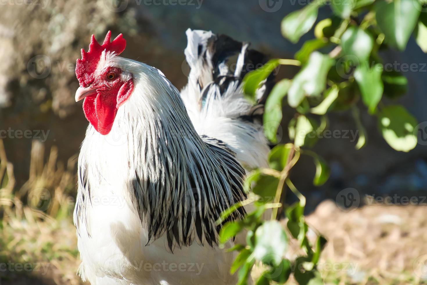 frango com penas brancas e pretas. bico vermelho e pente. animal de fazenda na fazenda foto