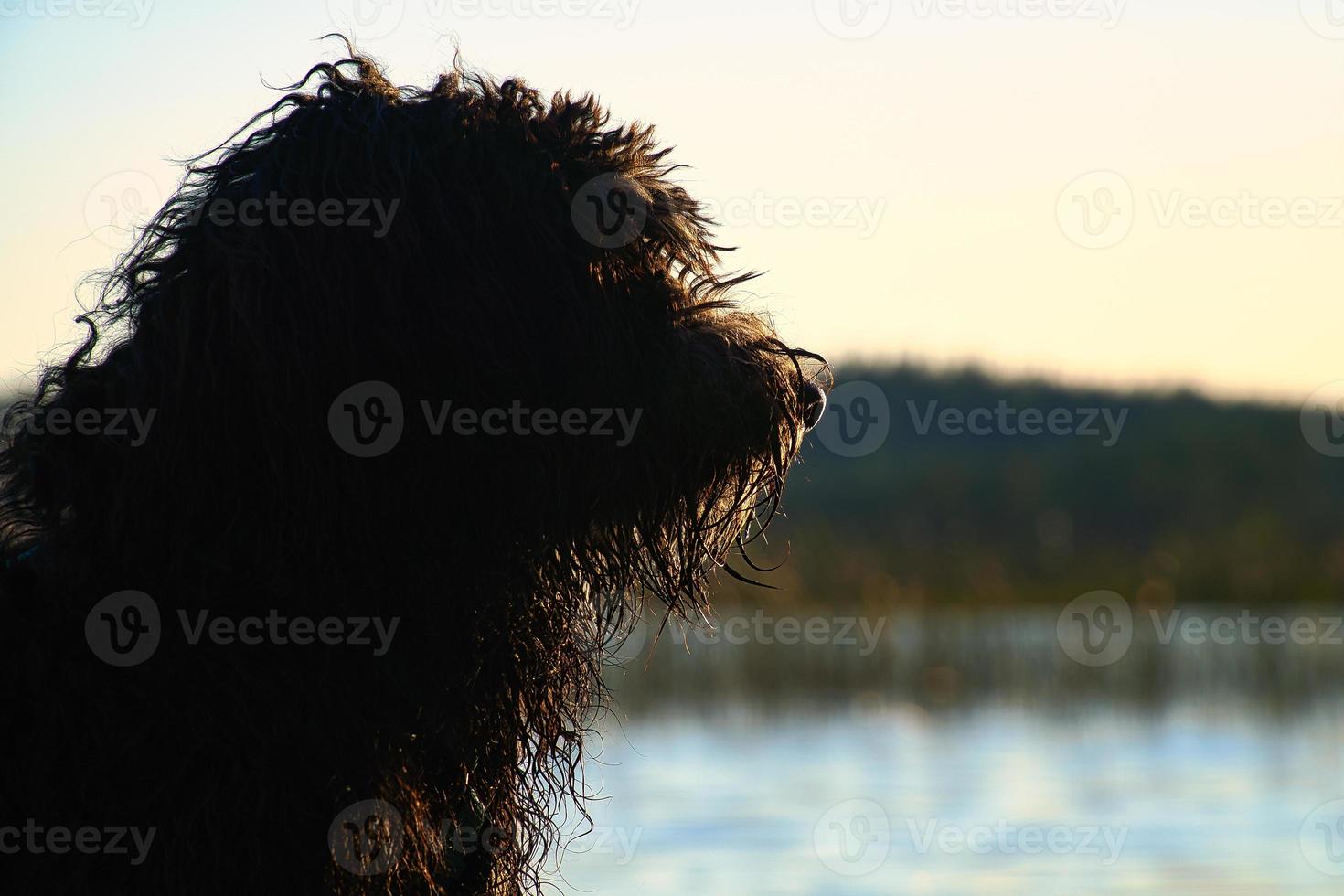 cachorro goldendoodle deitado em um cais e olhando para um lago na suécia. foto animal