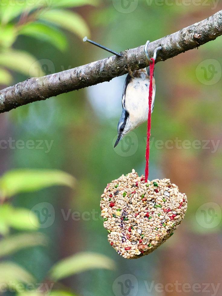 nuthatch, observado em um coração alimentador se alimentando na floresta. pequeno pássaro branco cinza foto