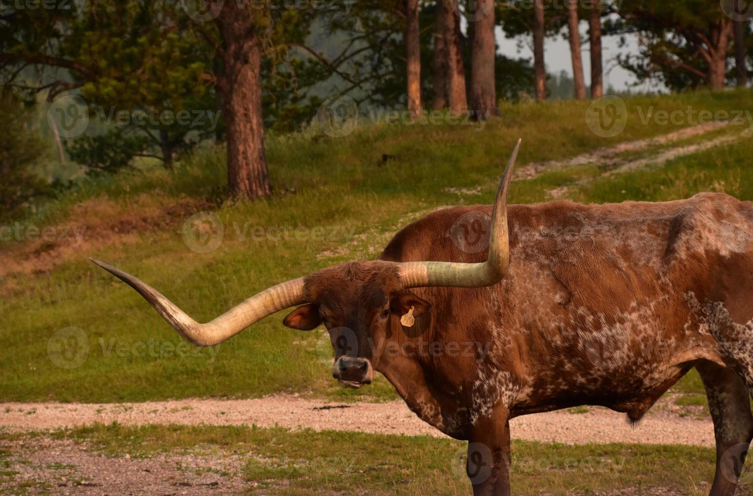 belo boi marrom longhorn em uma fazenda de gado foto