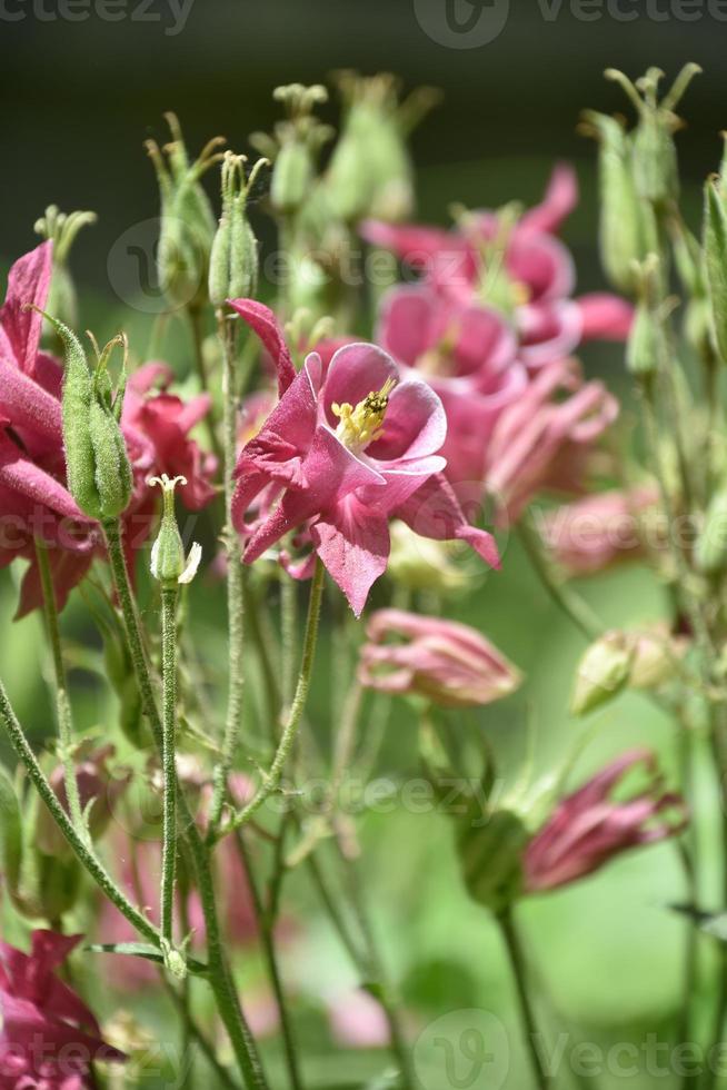 bela planta de columbine rosa florida em flor foto