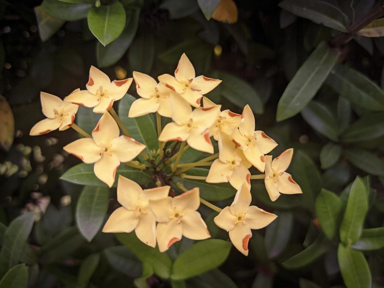 fundo de planta ornamental amarelo ashoka no jardim foto