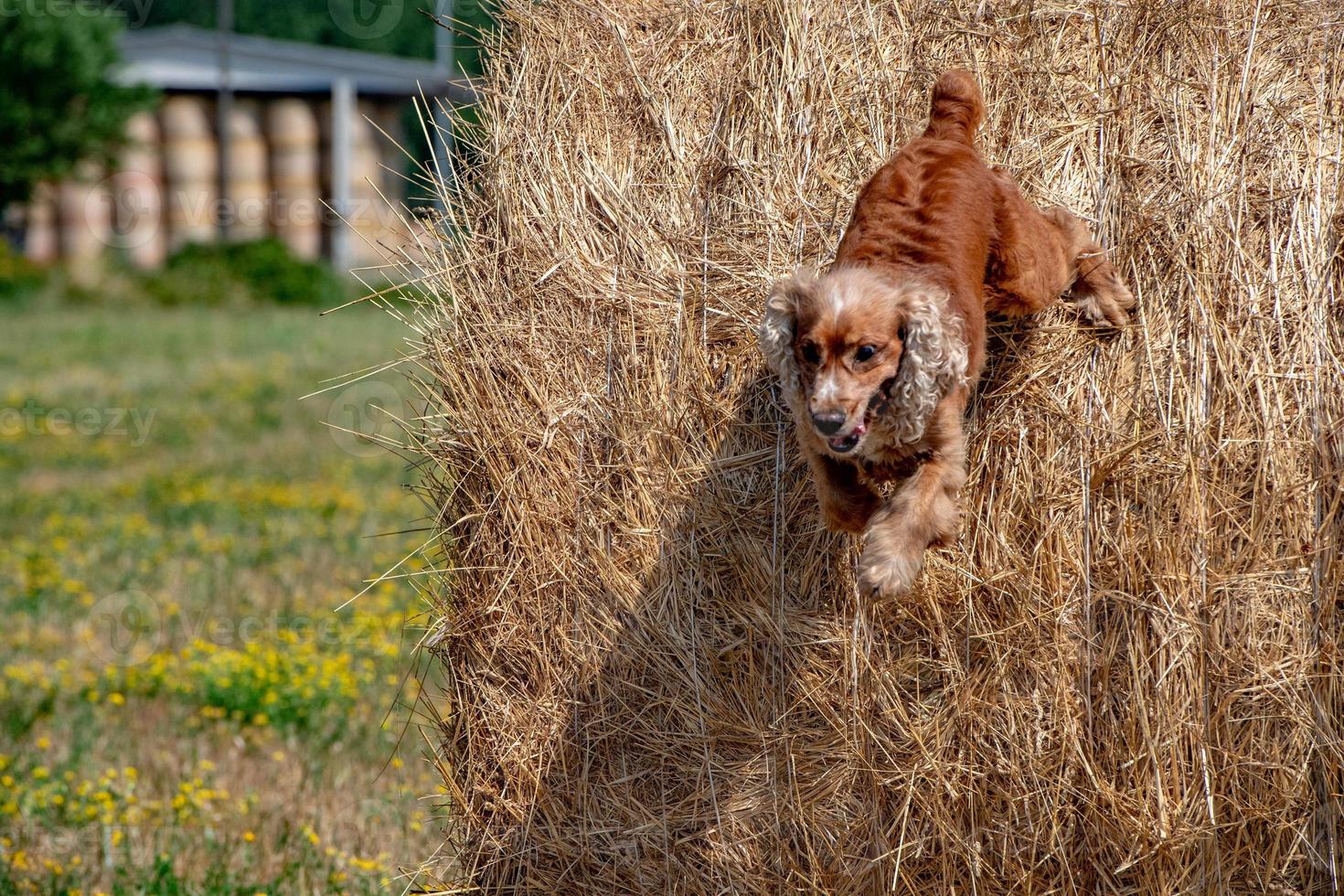 cachorro cachorro cocker spaniel pulando feno foto