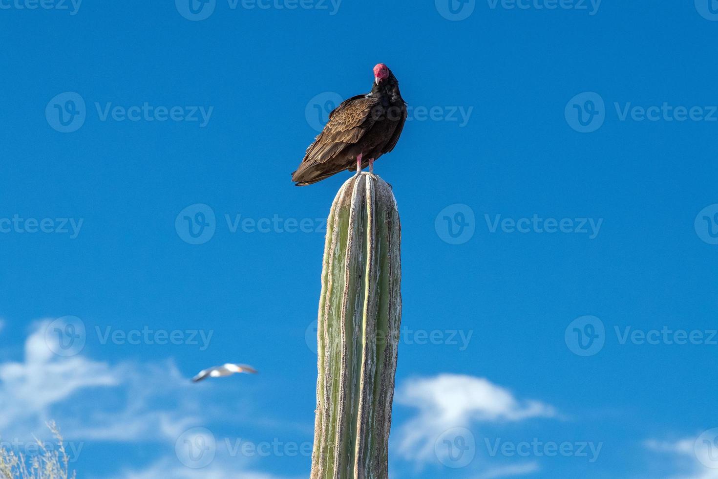 zopilote abutre urubu pássaro em baja califórnia foto