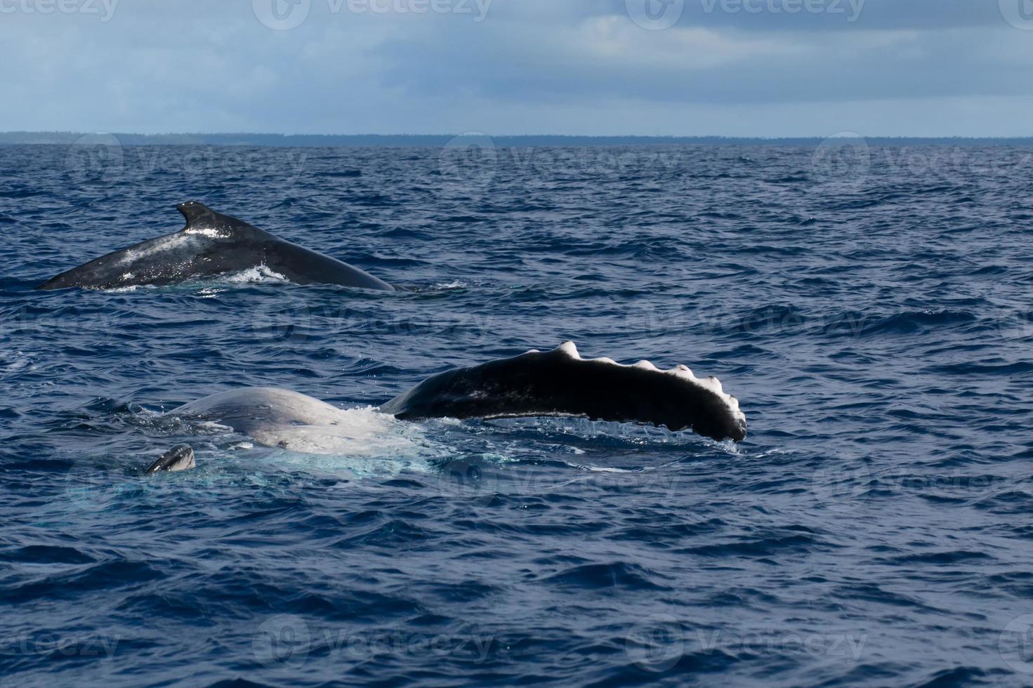 barbatana de baleia jubarte e costas descendo no mar azul da polinésia foto