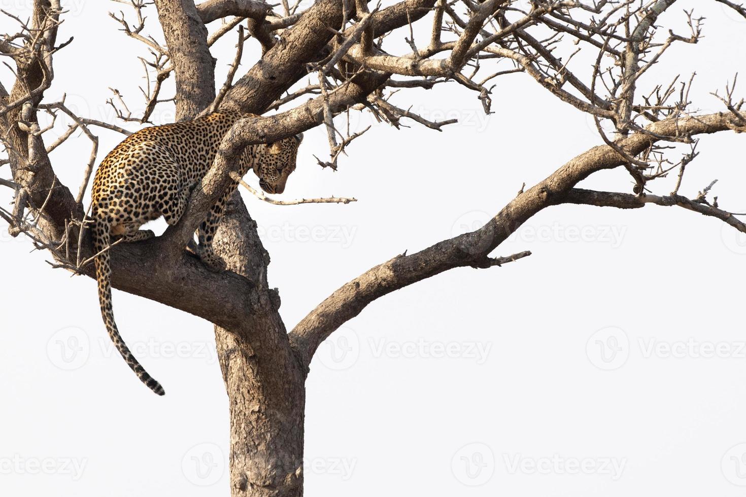 leopardo em uma árvore no parque kruger na áfrica do sul foto