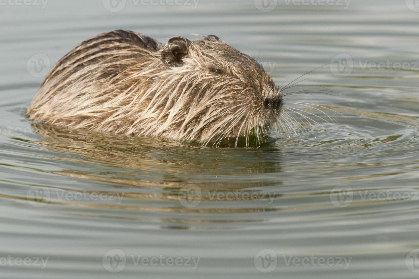 castor coypu isolado olhando para você foto