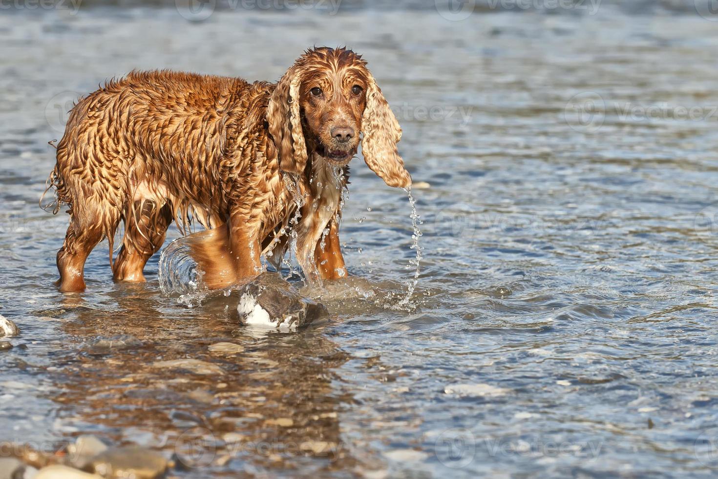 cão cocker spaniel enquanto brincava na água foto