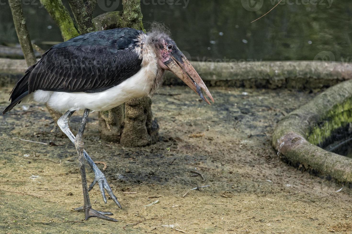 pássaro marabu enquanto come um peixe foto