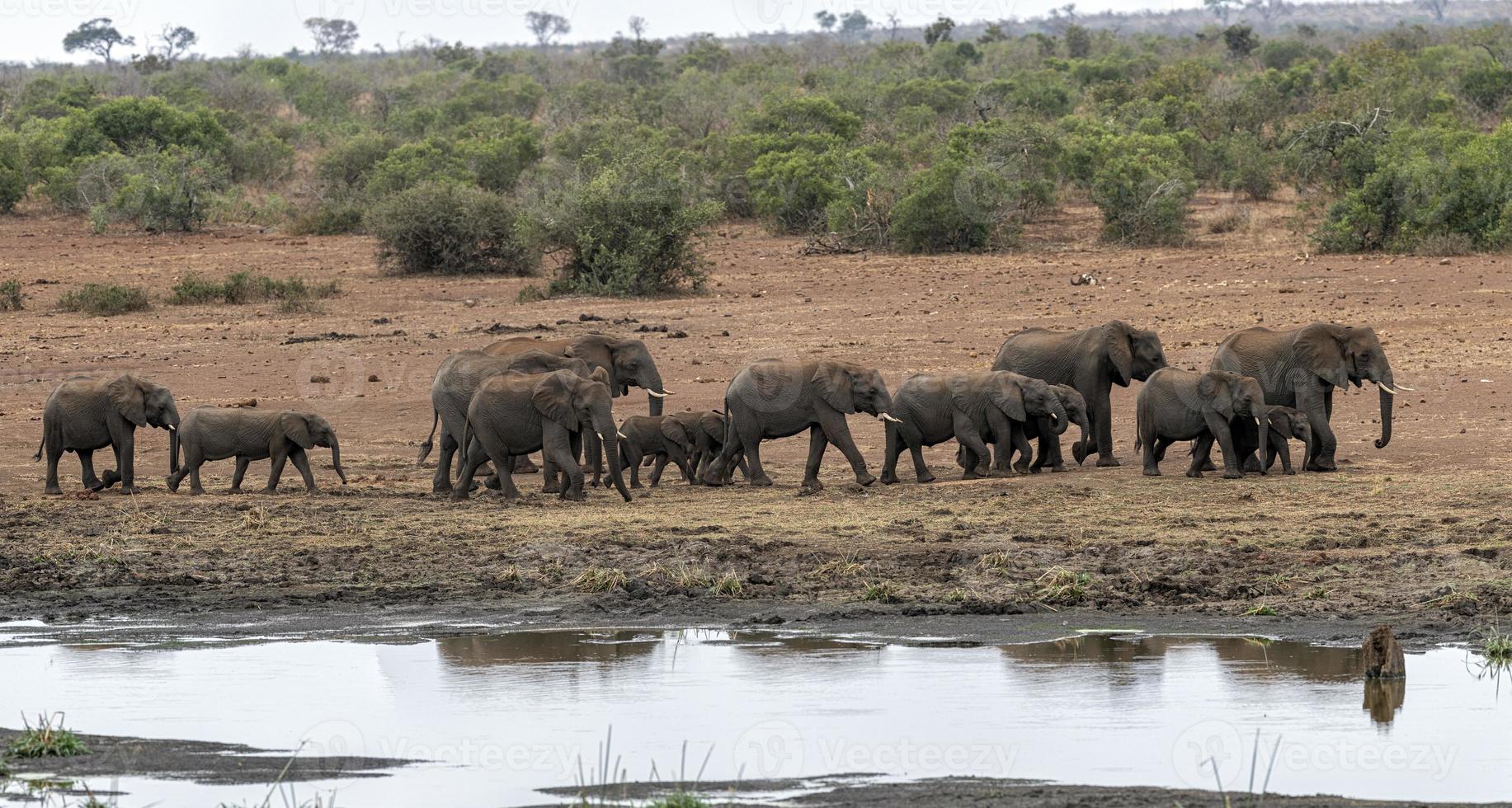 grupo de elefantes bebendo na piscina no parque kruger na áfrica do sul foto