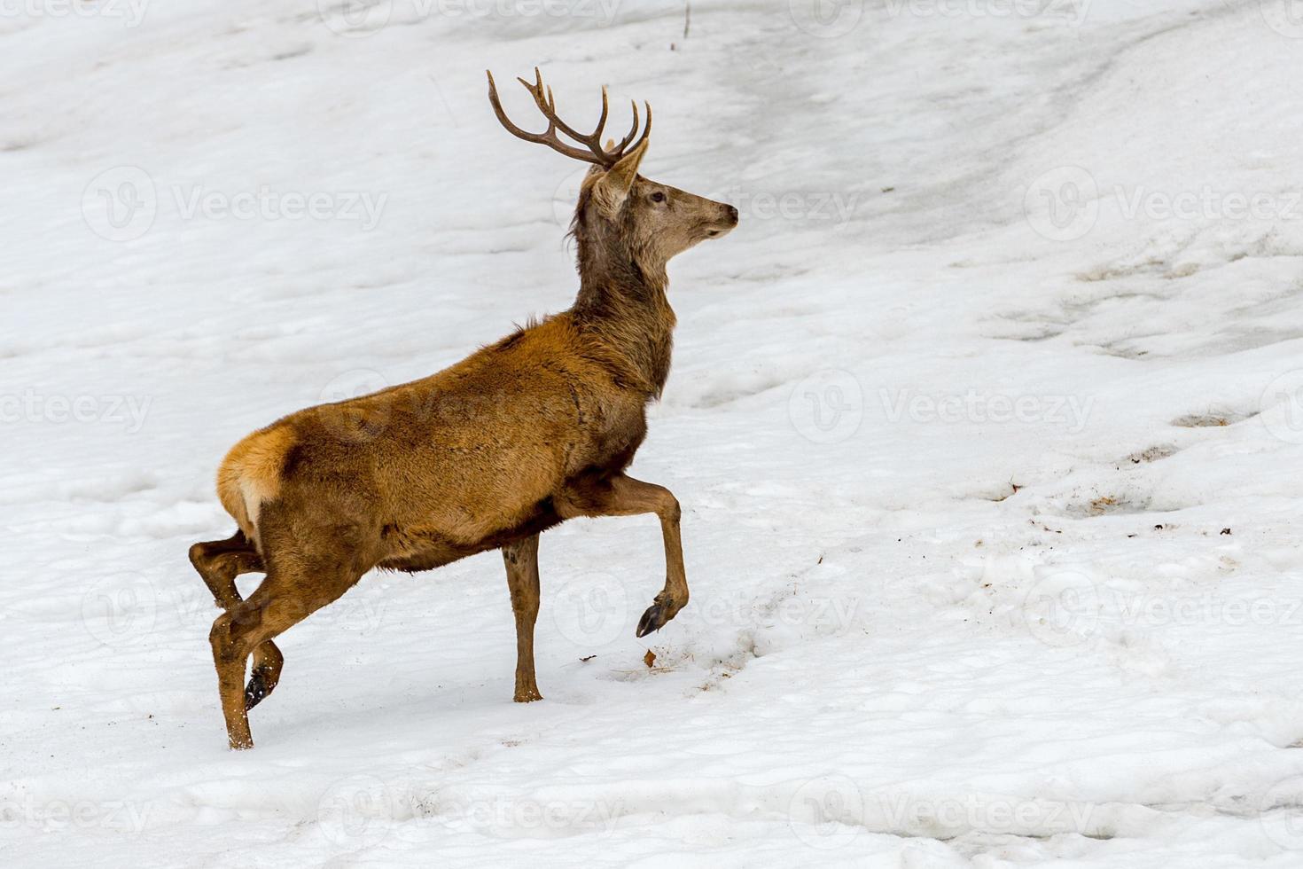 veado correndo na neve na época do natal foto