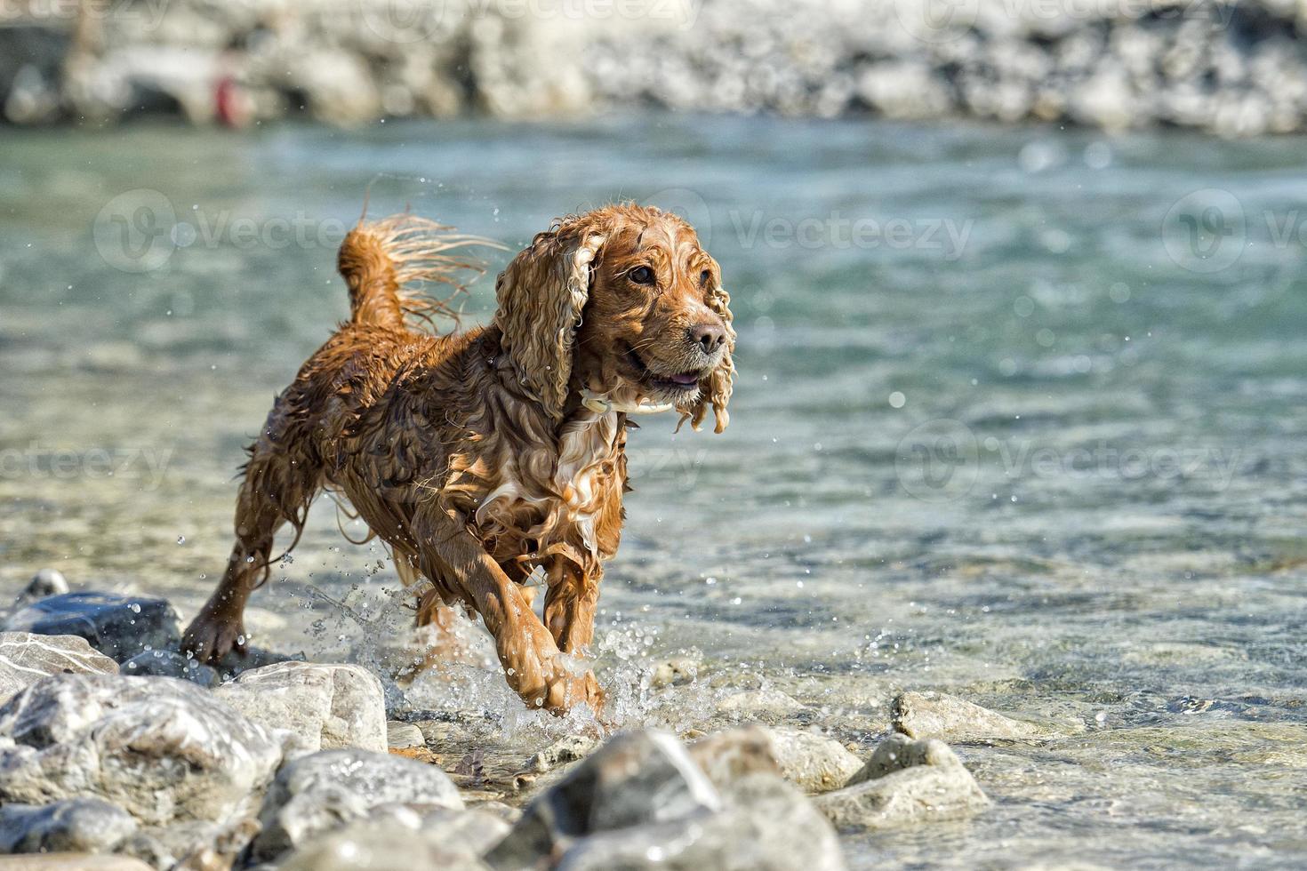 cachorro cocker spaniel brincando na água foto