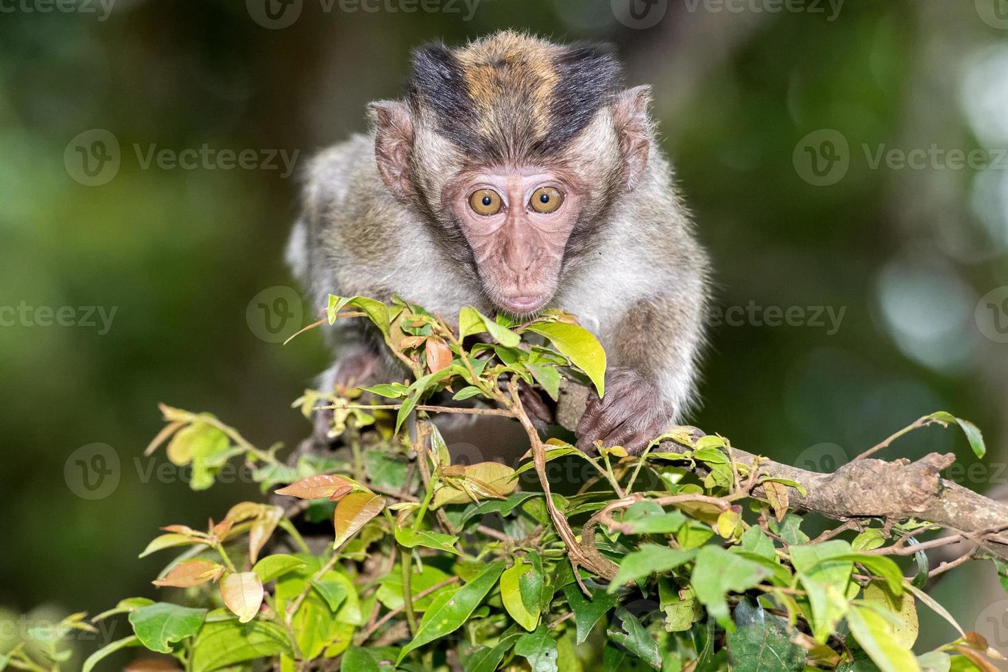 indonésia macaco macaco macaco close-up retrato foto