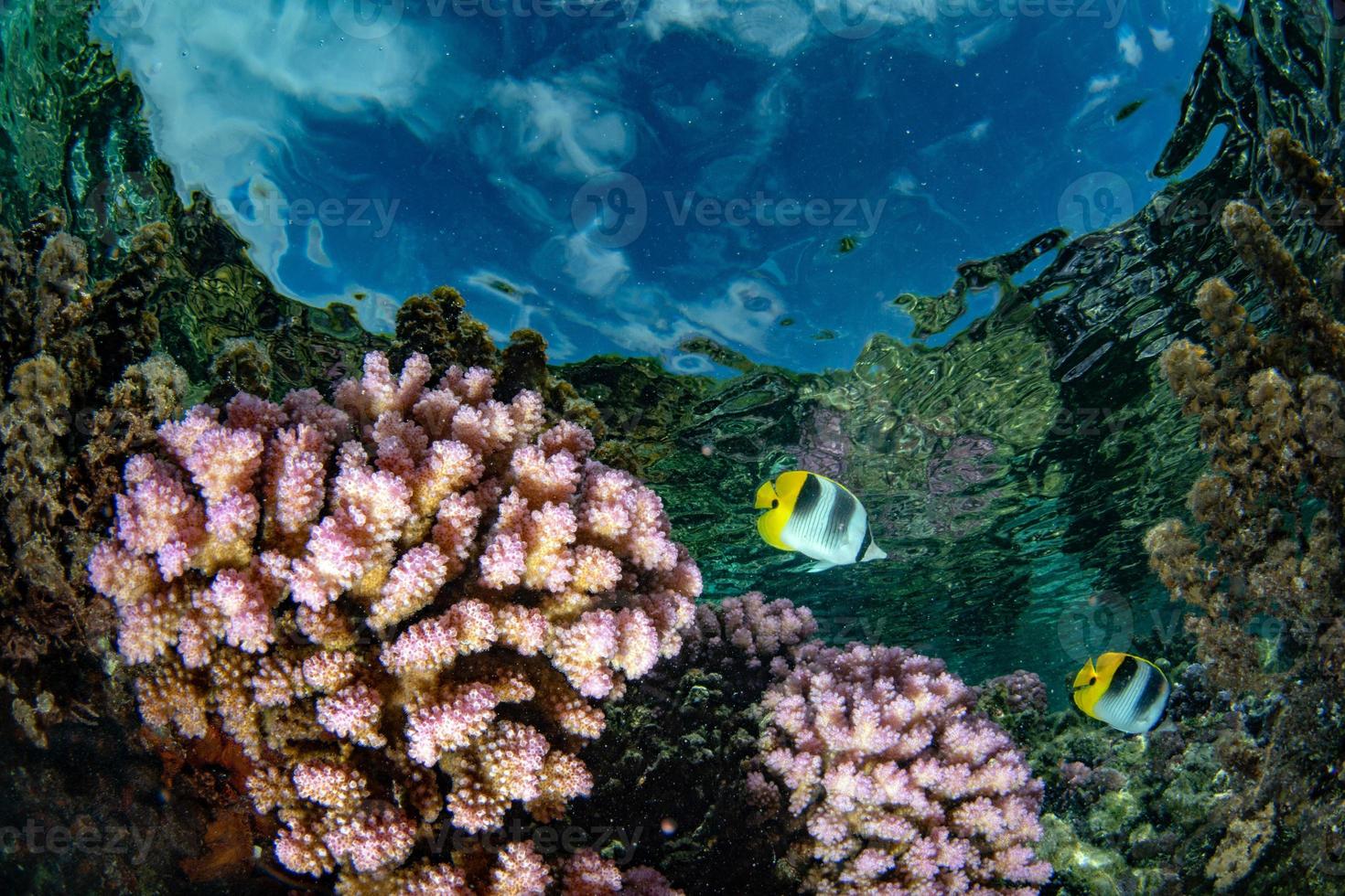 snorkeling nos jardins de recifes de corais da polinésia francesa foto