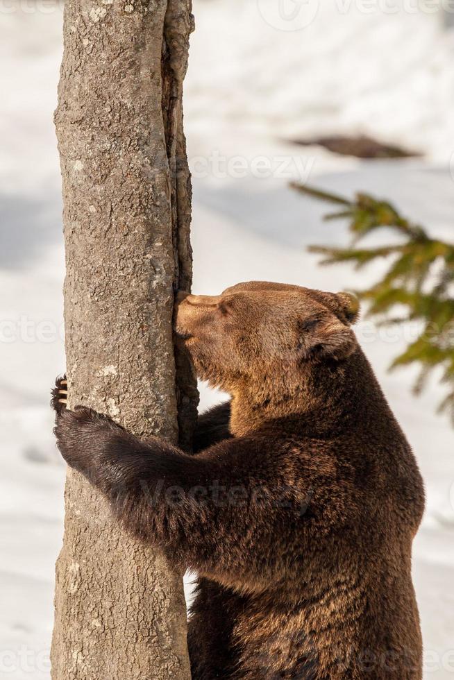 urso pardo andando na neve foto