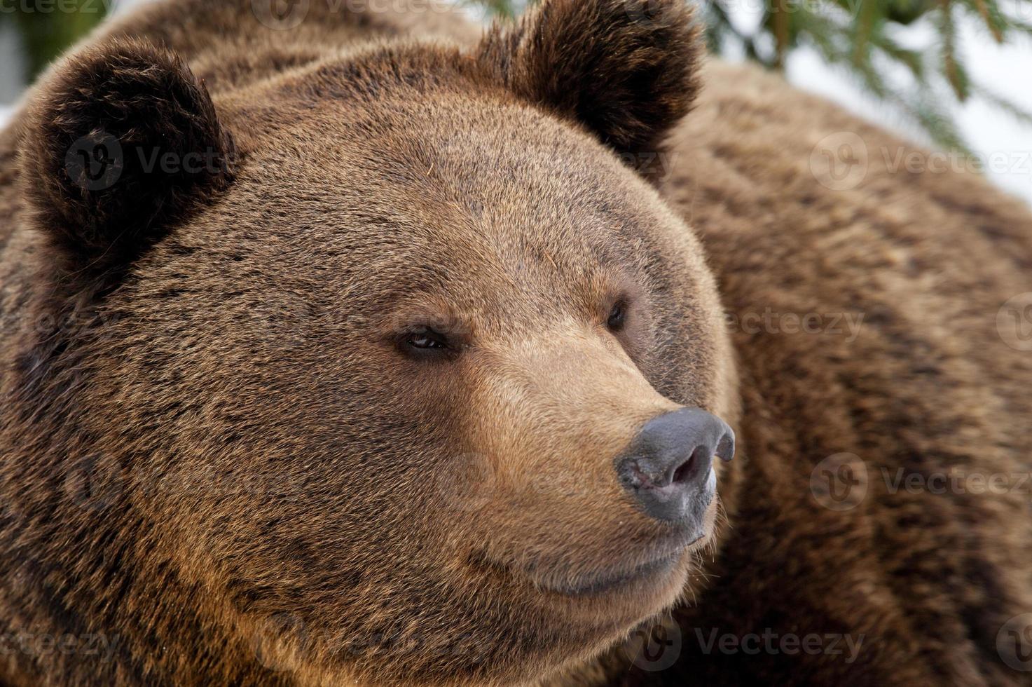 um retrato pardo de urso preto na neve enquanto olha para você foto