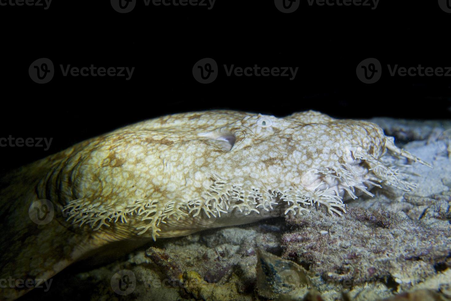 tubarão de tapete wobbegong foto