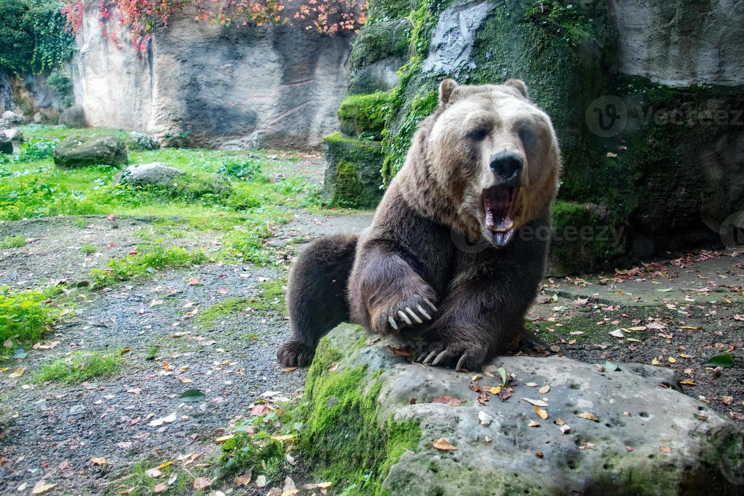 urso pardo pardo no fundo da floresta foto