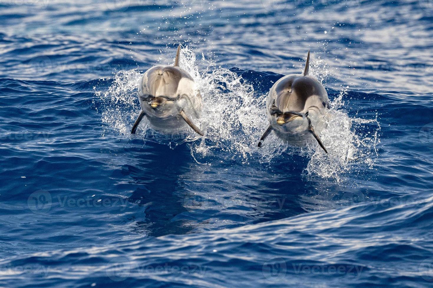 golfinho listrado enquanto pula no mar azul profundo foto