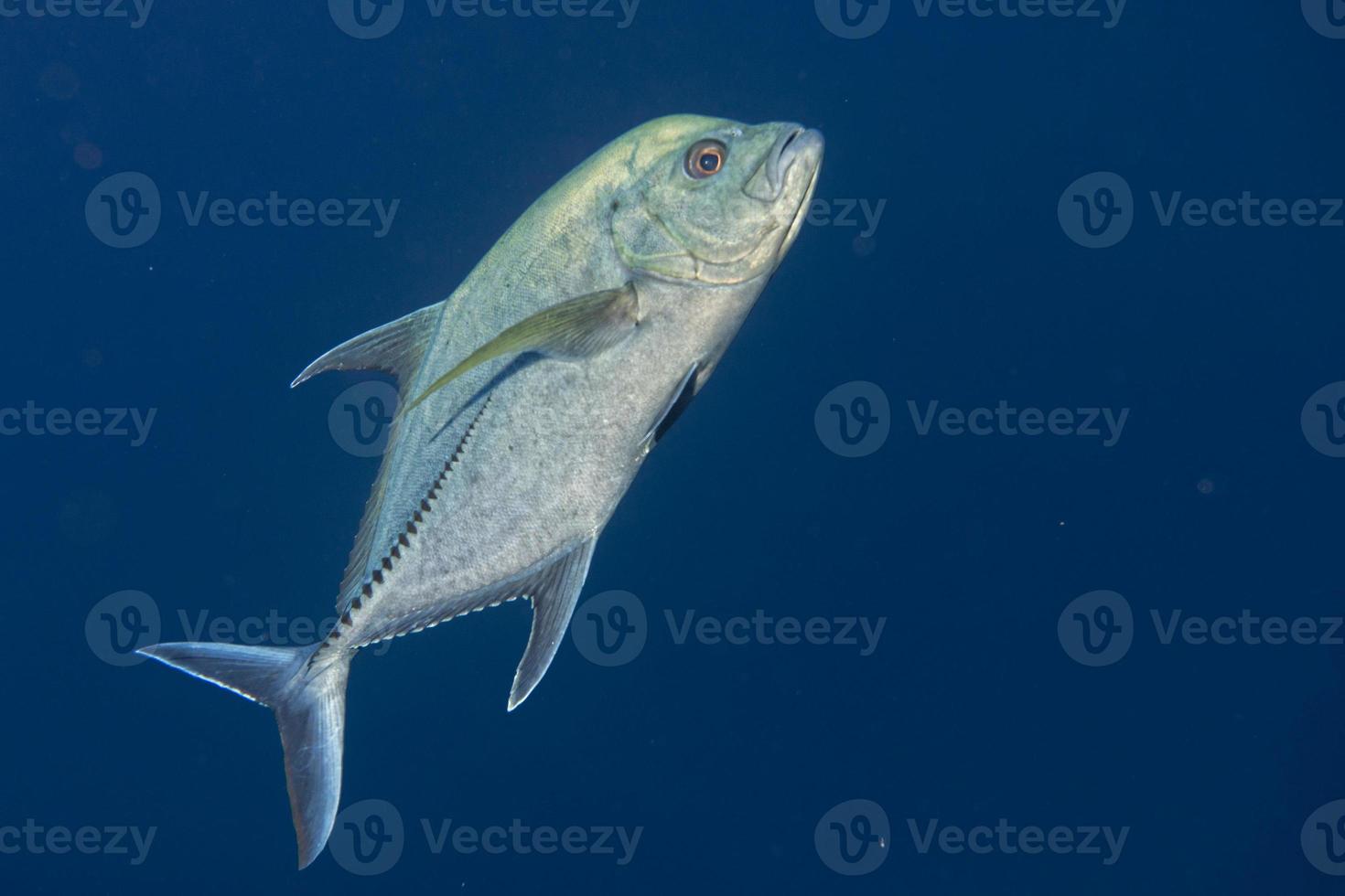 peixe gigante de atum trevally caranx foto