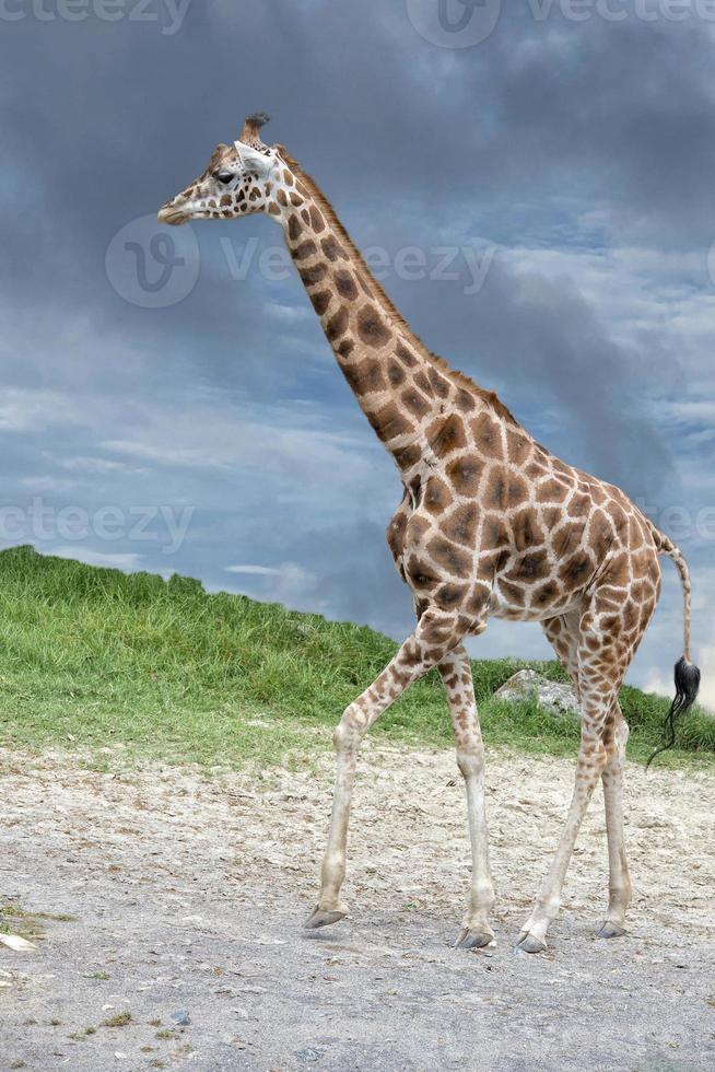 girafa vindo até você no fundo do céu azul profundo foto