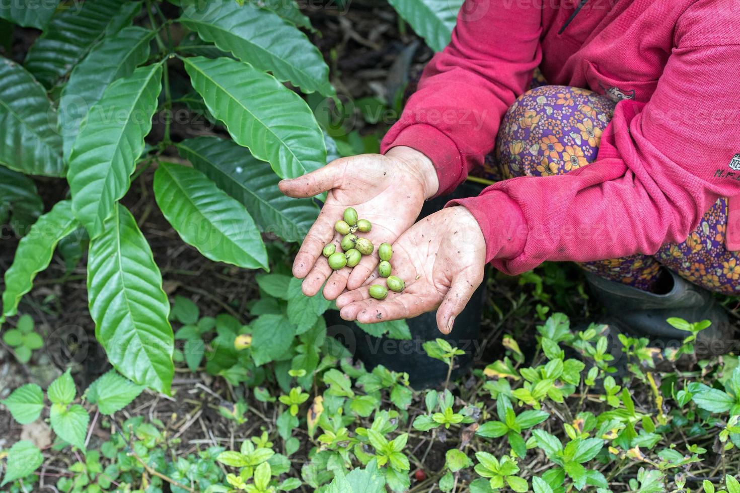 sementes de café maduro cru da ilha indonésia bali foto