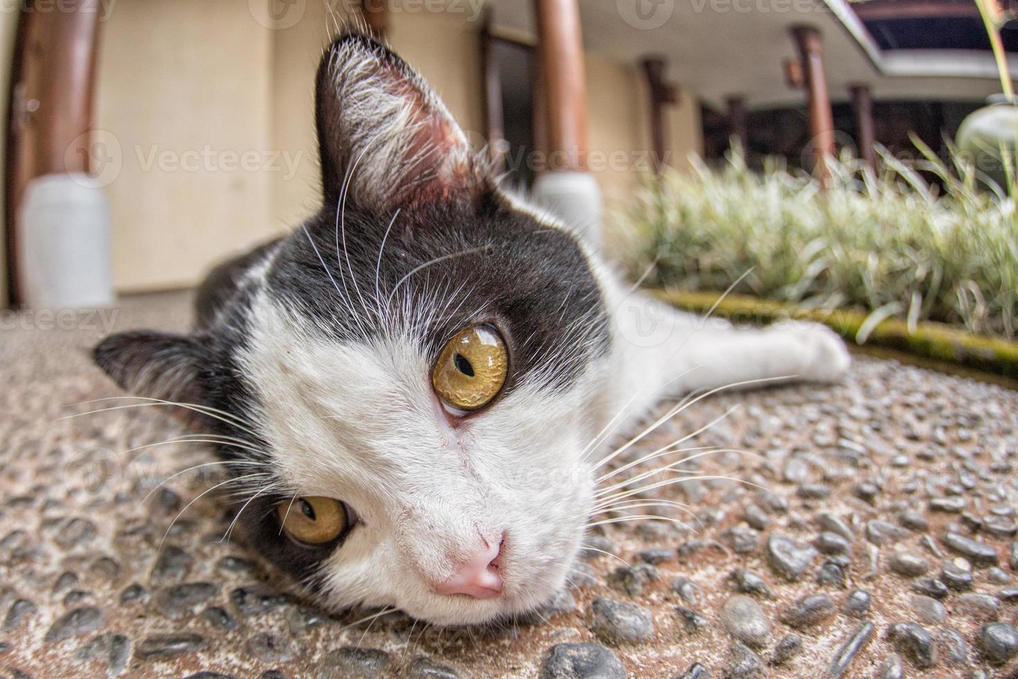 gato branco e preto olhando para você foto