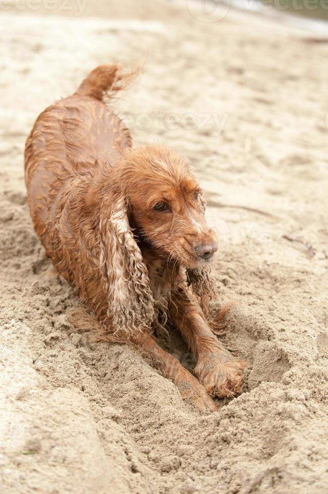 cachorrinho recém-nascido cachorro cocker spaniel inglês cavando areia foto
